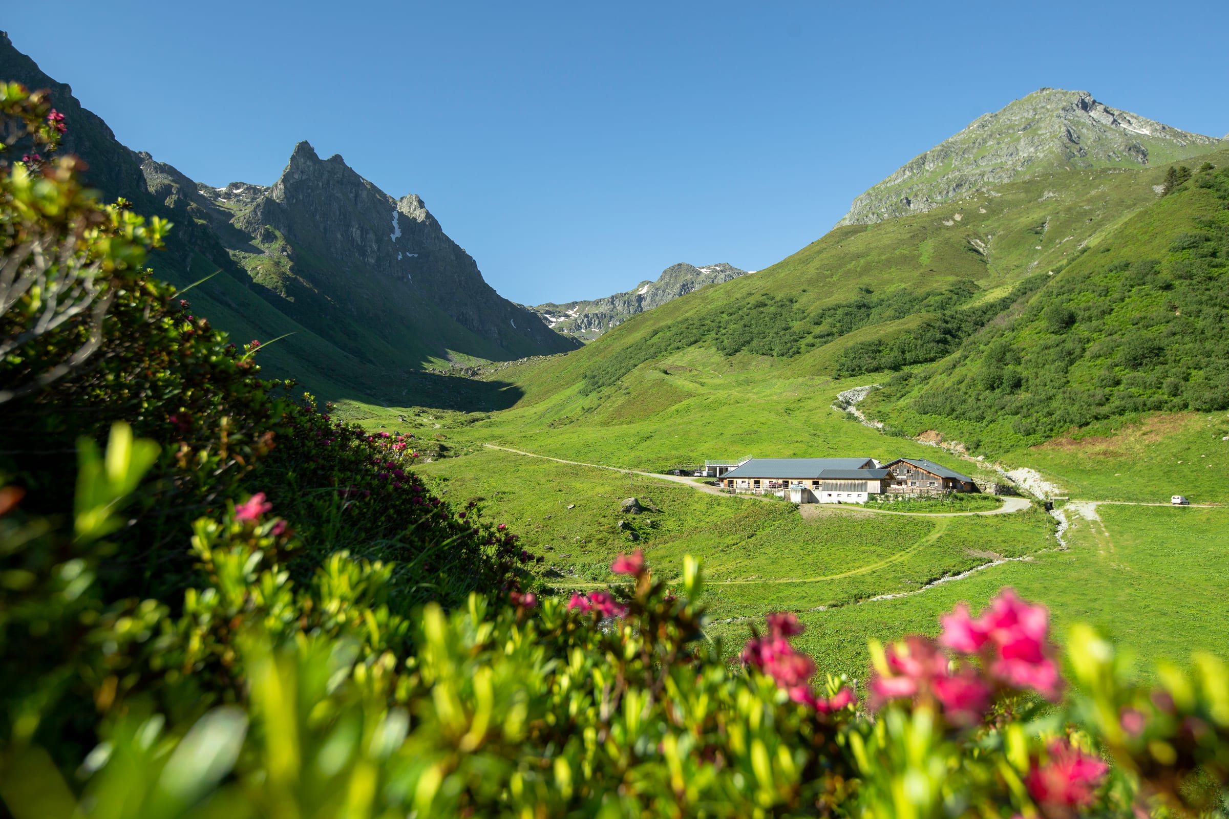 Alpe Nova mit Alpenrosen und Bergpanorama
