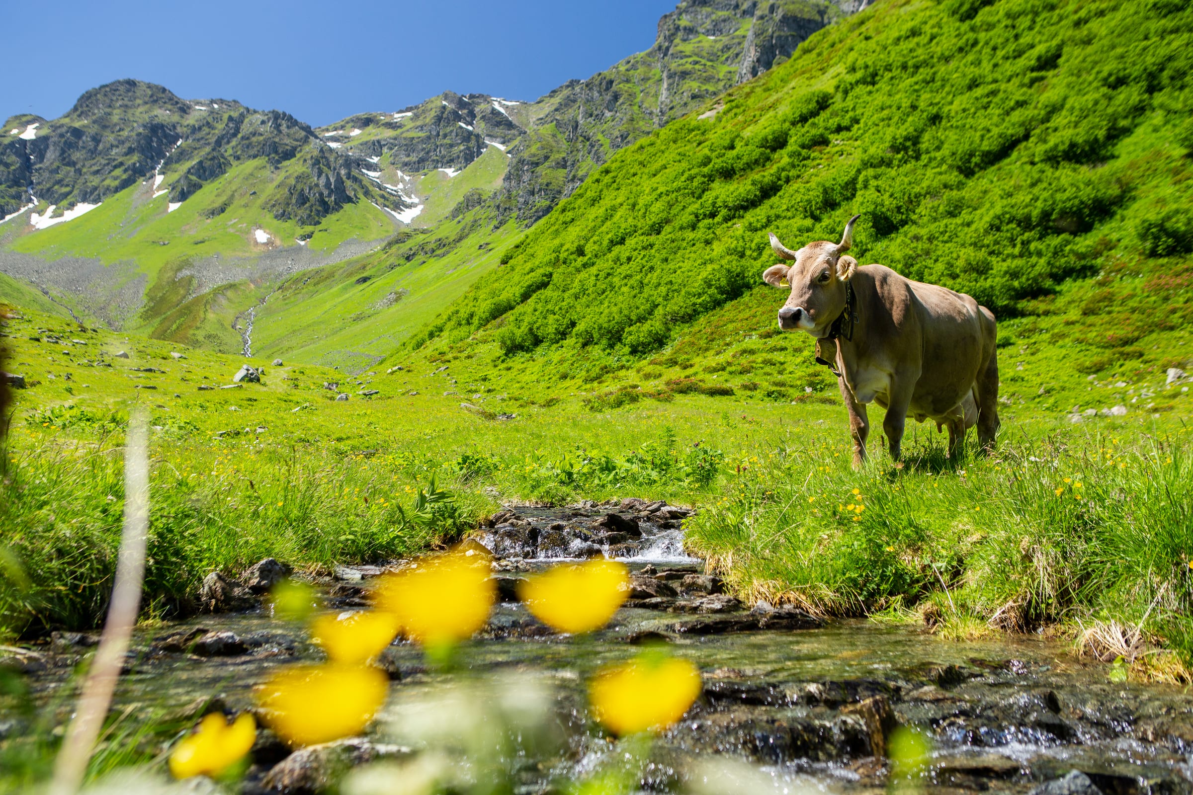 Kuh am Bergbach auf der Alpe Nova im Montafon — Natura 2000